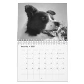Schöner Grenz-Collie-Dog-Kalender Kalender (Feb 2027)