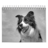 Schöner Grenz-Collie-Dog-Kalender Kalender (Titelbild)