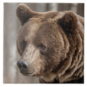 Schöner Grizzlybär Portrait Brown Bear Fliese (Vorderseite)
