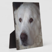 Schöner großer Pyrenäenhund Fotoplatte (Seite)