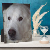 Schöner großer Pyrenäenhund Fotoplatte (Seite)