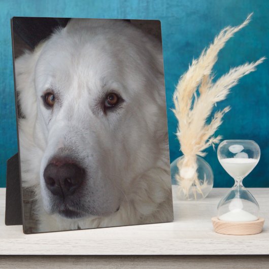 Schöner großer Pyrenäenhund Fotoplatte (Seite)