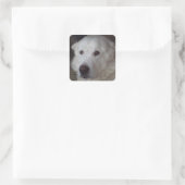 Schöner großer Pyrenäenhund Quadratischer Aufkleber (Tasche)
