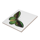Schöner grüner Schmetterling Fliese (Seite)