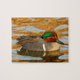 Schöner Grünflügelige Aquamarine Ente am Goldenen Puzzle