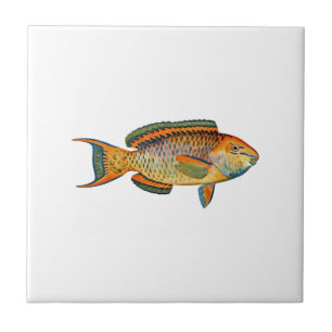 Schöner Hawaiianischer Fisch - Regal Parrotfish Fliese