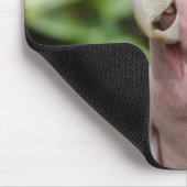 Schöner, heller Rosa und weißer Papagei Mousepad (Ecke)