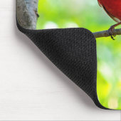 Schöner, hellroter Kardinal in einem Baum Mousepad (Ecke)