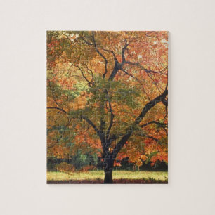 Schöner Herbstbaum Herbstsaison Foto Puzzle