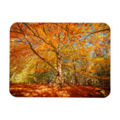 Schöner Herbstwald Magnet (Horizontal)