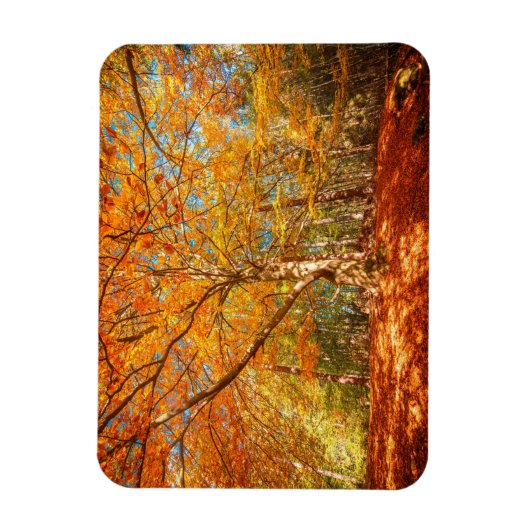 Schöner Herbstwald Magnet (Vertikal)