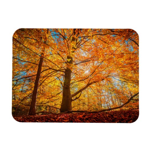 Schöner Herbstwald Magnet (Horizontal)