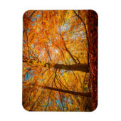 Schöner Herbstwald Magnet (Vertikal)