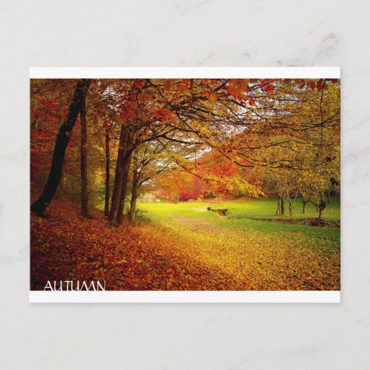 Schöner Herbstwald Postkarte (Vorderseite)