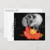 Schöner Hibiskus...& Blasen. Postkarte (Vorne/Hinten)