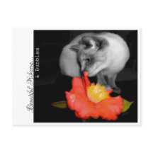 Schöner Hibiskus...& Blasen.