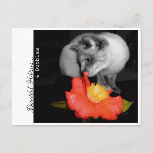 Schöner Hibiskus...& Blasen. Postkarte (Vorderseite)