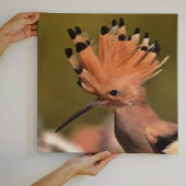 Schöner Hoopoe Bird mit Krone von Federn Leinwanddruck