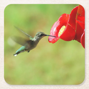 Schöner Hummingbird Fütternd Square Paper Unterset Rechteckiger Pappuntersetzer