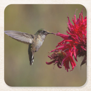 Schöner Hummingbird im Flight Untersetzer Set