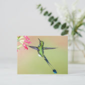 Schöner Hummingbird mit langen Schwanz Federn Postkarte (Stehend Vorderseite)