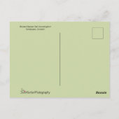 Schöner Hummingbird mit langen Schwanz Federn Postkarte (Rückseite)