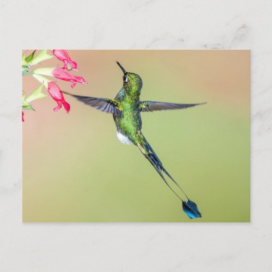 Schöner Hummingbird mit langen Schwanz Federn Postkarte (Vorderseite)