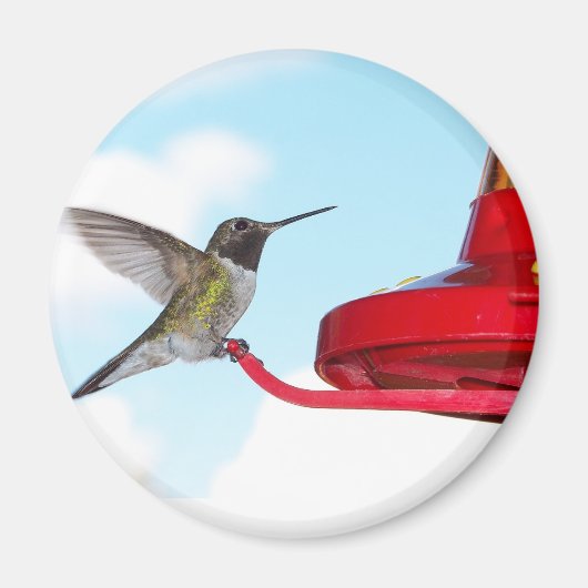 Schöner Hummingbird und Feeder Magnet (Vorne)
