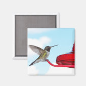 Schöner Hummingbird und Zubringerplatz Magnet (Vorderseite/Rückseite)