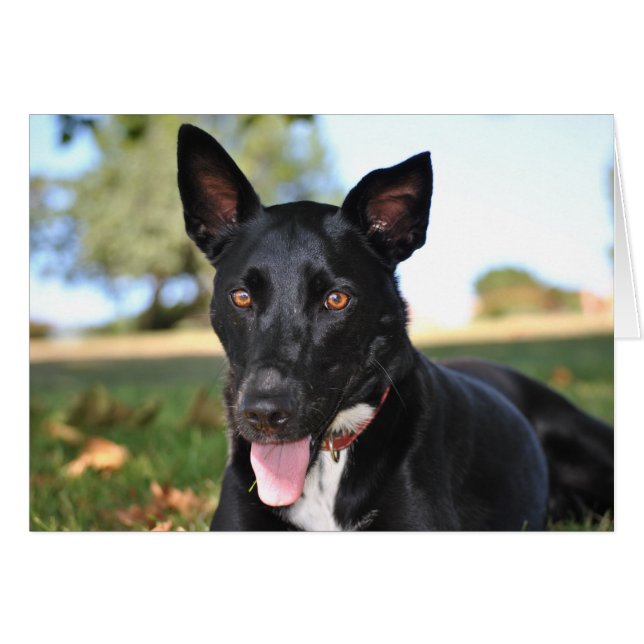 Schöner Hund mit Haselaugen (Vorderseite (Horizontal))