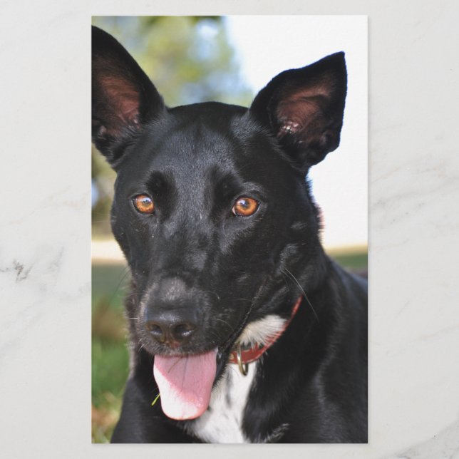 Schöner Hund mit Haselaugen (Vorderseite)