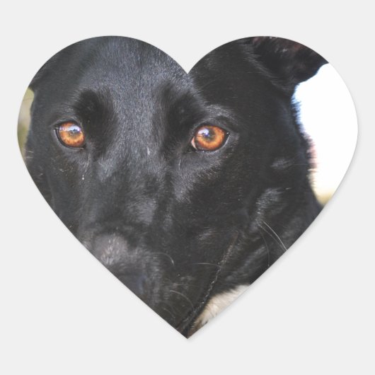 Schöner Hund mit Haselaugen Herz-Aufkleber (Vorderseite)