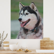 Schöner Husky Art Print Sled Dog