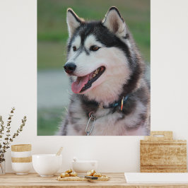 Schöner Husky Art Print Sled Dog Poster