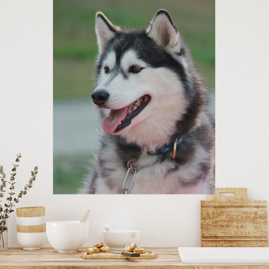 Schöner Husky Art Print Sled Dog Poster (Küche)