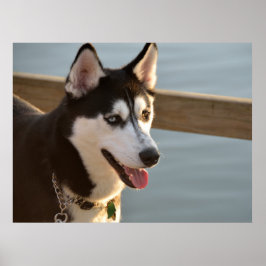 Schöner Husky Fotografy Sled Dog Poster