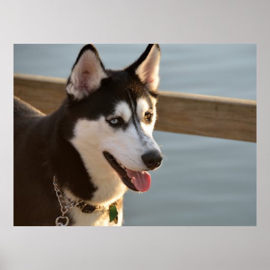 Schöner Husky Fotografy Sled Dog Poster (Vorne)
