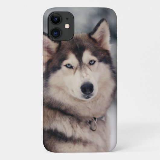 Schöner Husky im Freien Case-Mate iPhone Hülle (Rückseite)