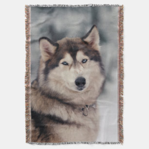 Schöner Husky im Freien Decke