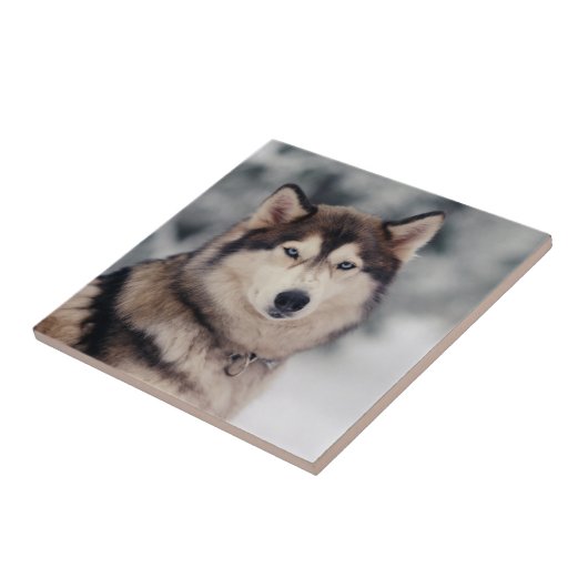 Schöner Husky im Freien Fliese (Seite)