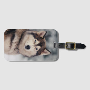 Schöner Husky im Freien Gepäckanhänger