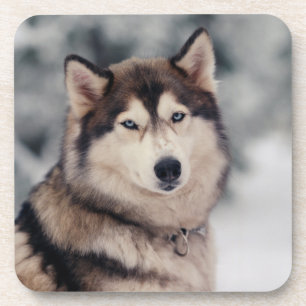 Schöner Husky im Freien Getränkeuntersetzer