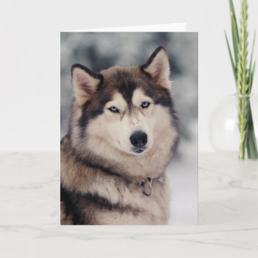 Schöner Husky im Freien Karte (Vorderseite)