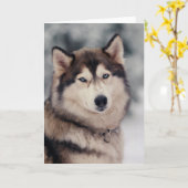 Schöner Husky im Freien Karte (Gelbe Blume)