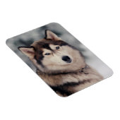 Schöner Husky im Freien Magnet (Rechte Seite)