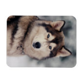 Schöner Husky im Freien Magnet (Horizontal)