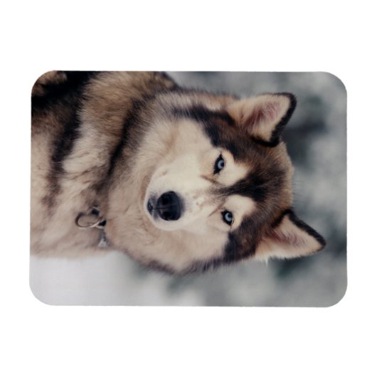 Schöner Husky im Freien Magnet (Horizontal)