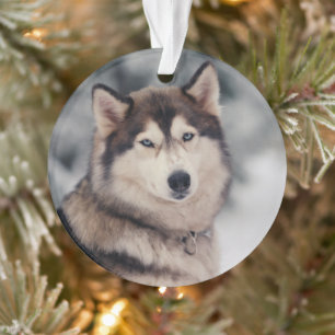 Schöner Husky im Freien Ornament