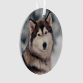 Schöner Husky im Freien Ornament (Vorderseite)