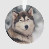 Schöner Husky im Freien Ornament (Vorderseite)